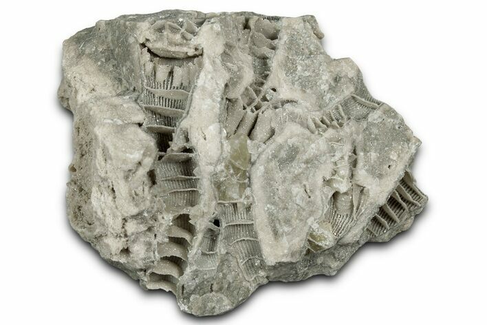 Silurian Dolostone w/ Sparkling Fossil Coral (Fletcheria) - Ohio #346098